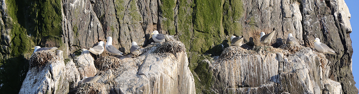 Drieteenmeeuw-Farne Islands